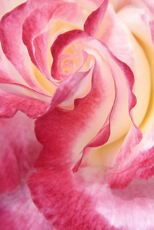Spanish Dancer : Floral Essence : Fine Art Photography beauty in nature, abstract design, flowers, seasons for licensing or purchase