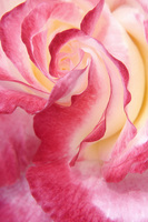 Spanish Dancer