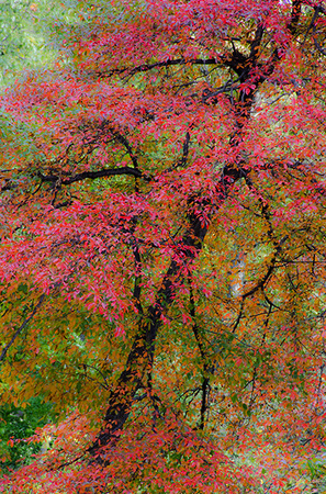 Ruby Riches : Autumn Trees : Fine Art Photography beauty in nature, abstract design, flowers, seasons for licensing or purchase
