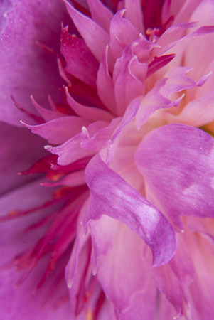 Tender : Floral Essence : Fine Art Photography beauty in nature, abstract design, flowers, seasons for licensing or purchase