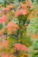 Autumn Celebration