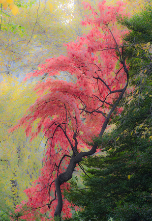 Swirl of Splendor : Autumn Trees : Fine Art Photography beauty in nature, abstract design, flowers, seasons for licensing or purchase