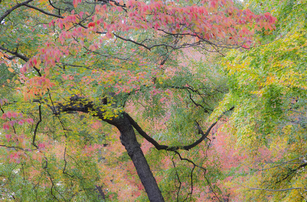 Rose Canopy : Autumn Trees : Fine Art Photography beauty in nature, abstract design, flowers, seasons for licensing or purchase