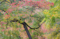 Rose Canopy