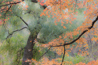 Mystical Forest