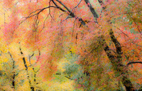 Autumn Trees