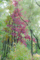 Whimsical Woods