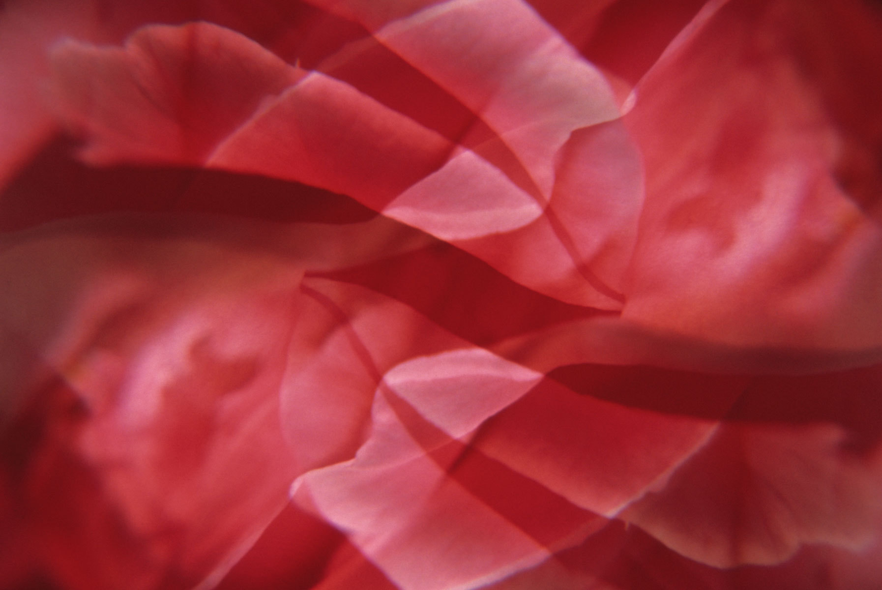 Crimson Flow : Abstractions : Fine Art Photography beauty in nature, abstract design, flowers, seasons for licensing or purchase