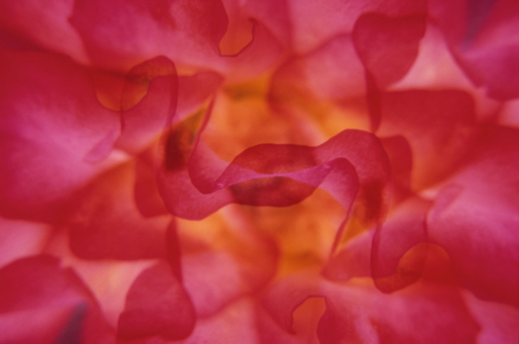 Firelight : Abstractions : Fine Art Photography beauty in nature, abstract design, flowers, seasons for licensing or purchase