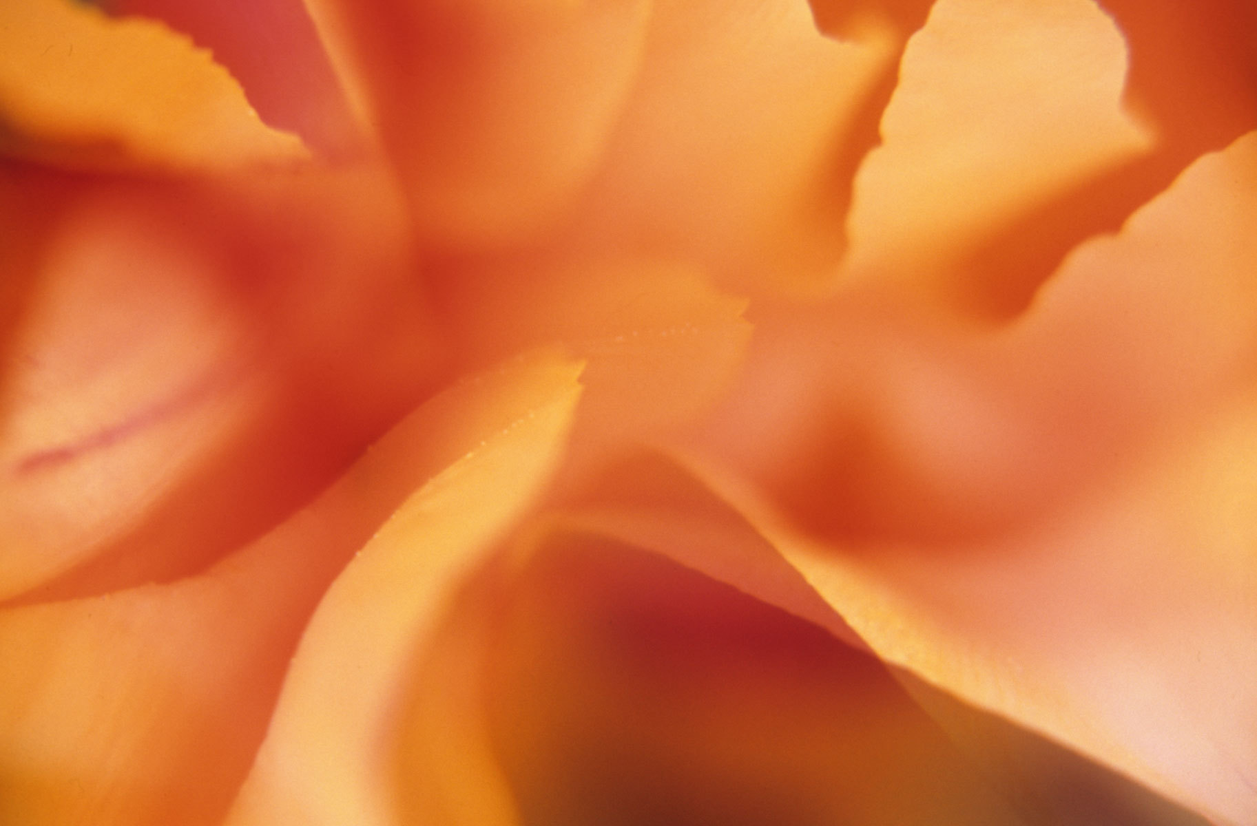 Candlelit : Abstractions : Fine Art Photography beauty in nature, abstract design, flowers, seasons for licensing or purchase