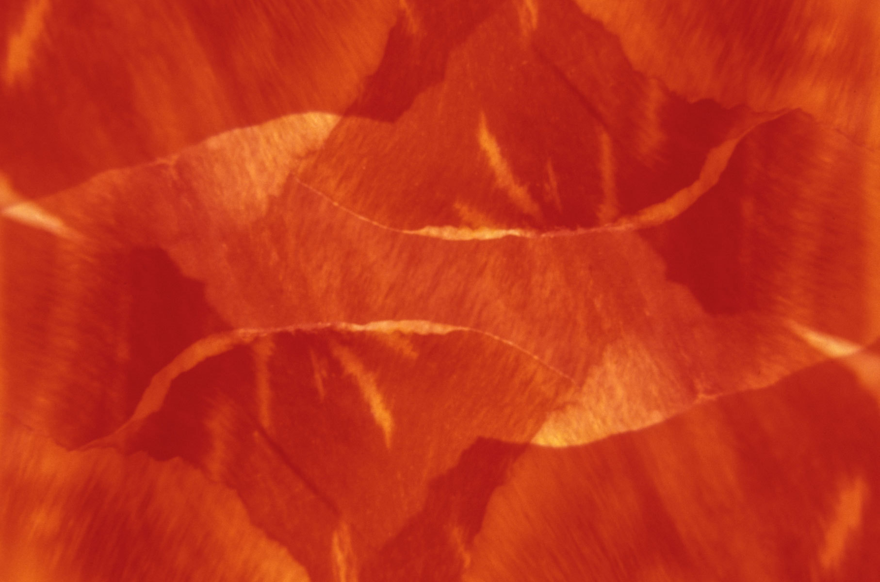 Fiesta : Abstractions : Fine Art Photography beauty in nature, abstract design, flowers, seasons for licensing or purchase
