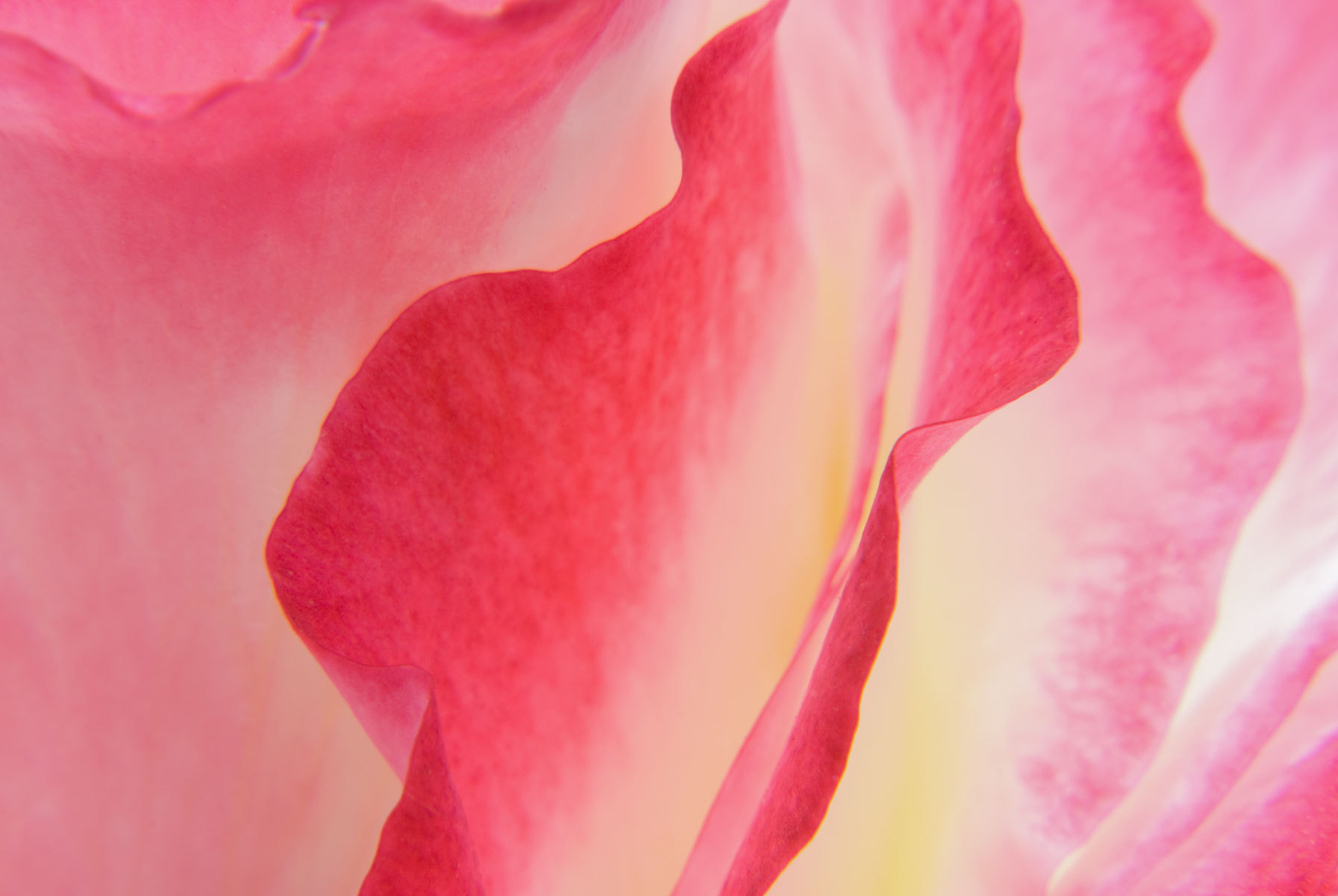 Echo : Abstractions : Fine Art Photography beauty in nature, abstract design, flowers, seasons for licensing or purchase