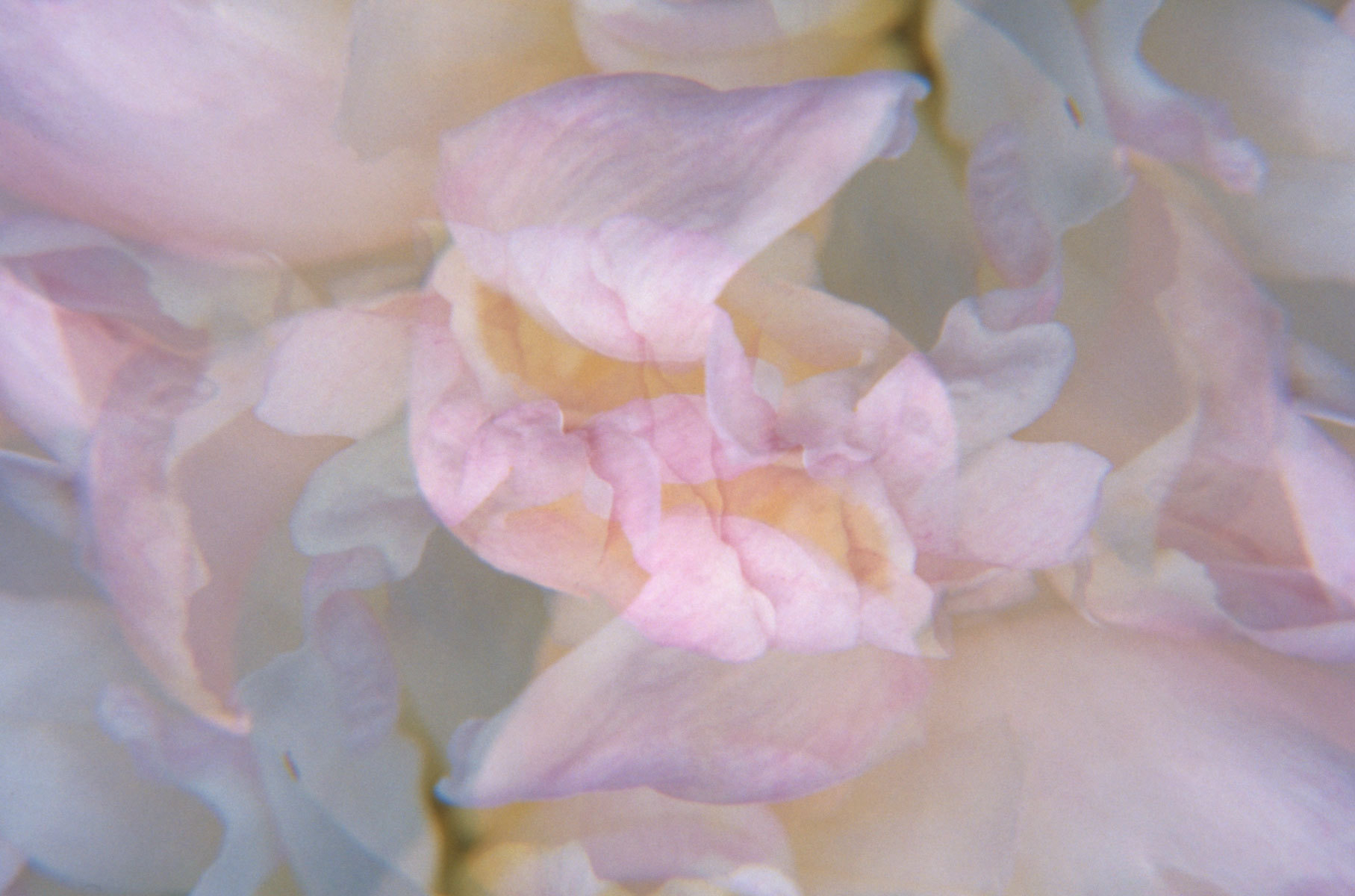 Emerging : Abstractions : Fine Art Photography beauty in nature, abstract design, flowers, seasons for licensing or purchase