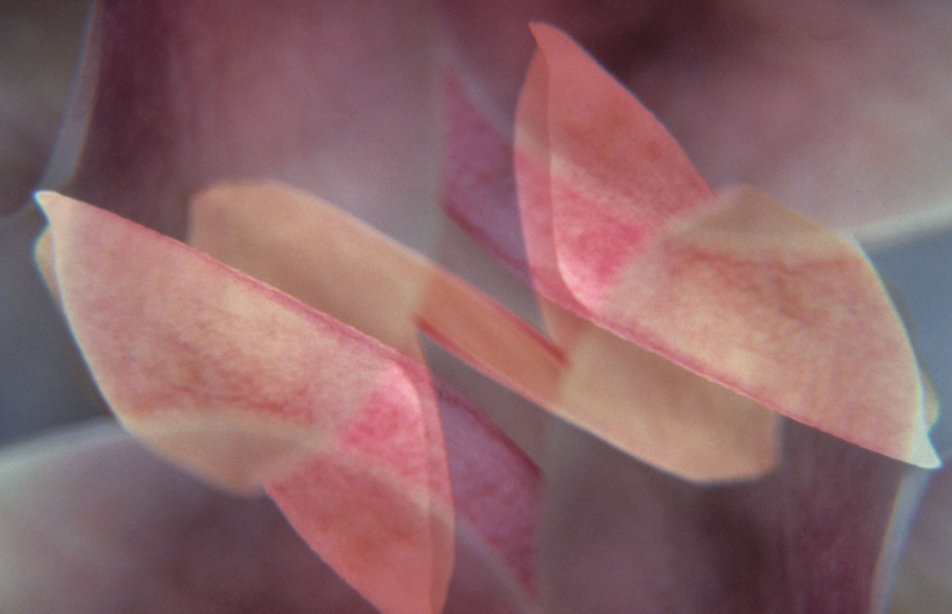 Ascent : Abstractions : Fine Art Photography beauty in nature, abstract design, flowers, seasons for licensing or purchase