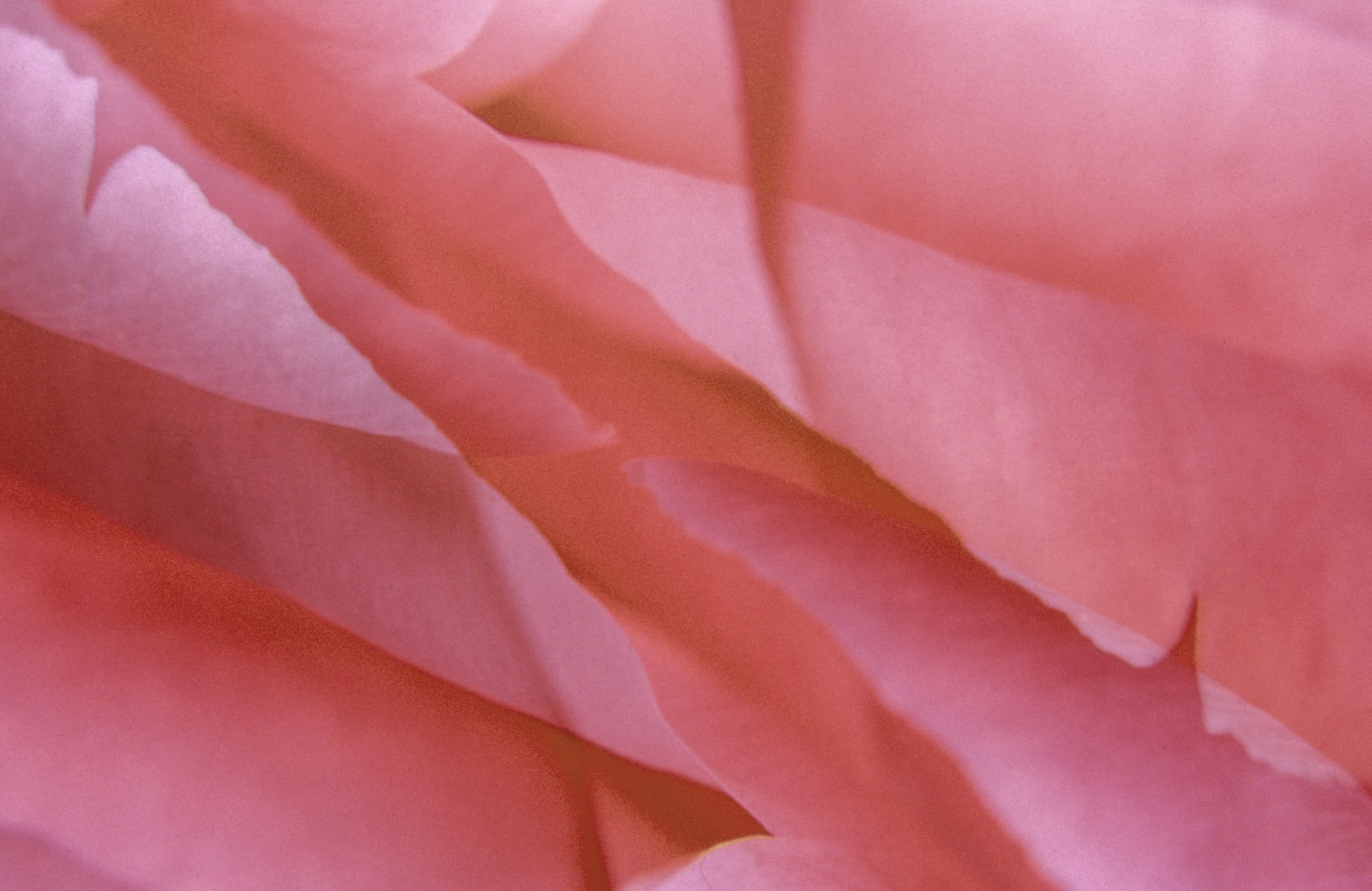 Edges : Abstractions : Fine Art Photography beauty in nature, abstract design, flowers, seasons for licensing or purchase
