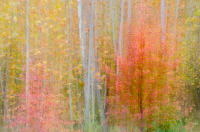 Coral Dream