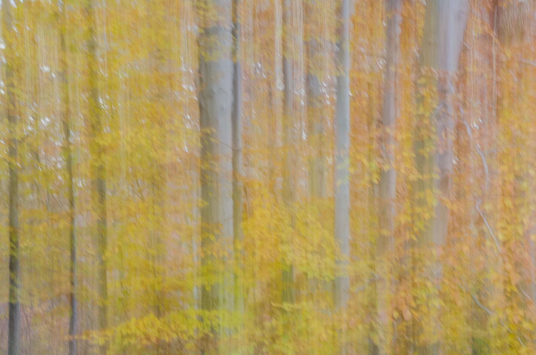 Golden Dream : Autumn Trees : Fine Art Photography beauty in nature, abstract design, flowers, seasons for licensing or purchase