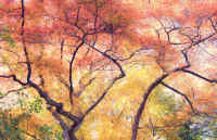Autumn Canopy