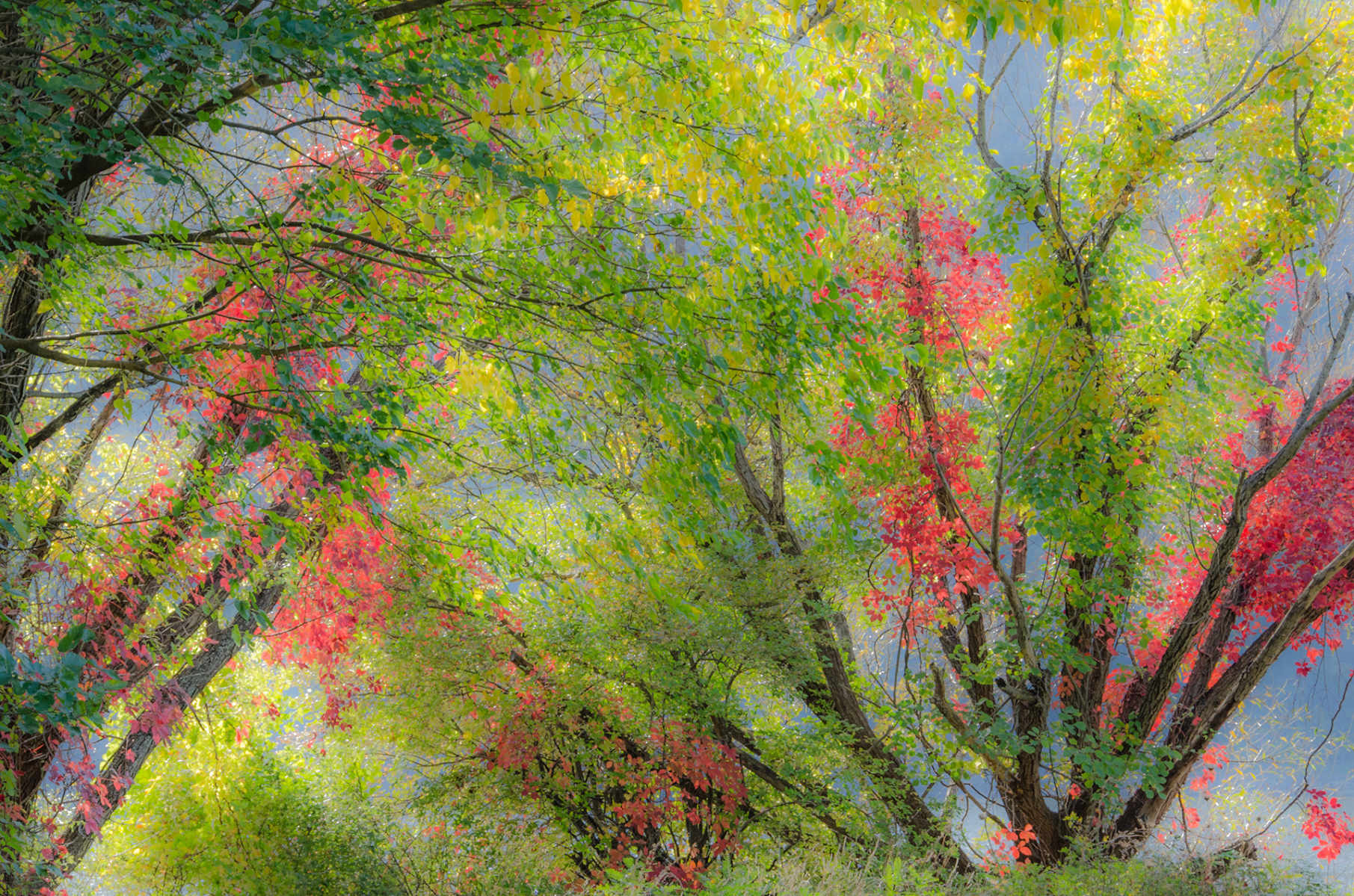 Sanctuary : Autumn Trees : Fine Art Photography beauty in nature, abstract design, flowers, seasons for licensing or purchase