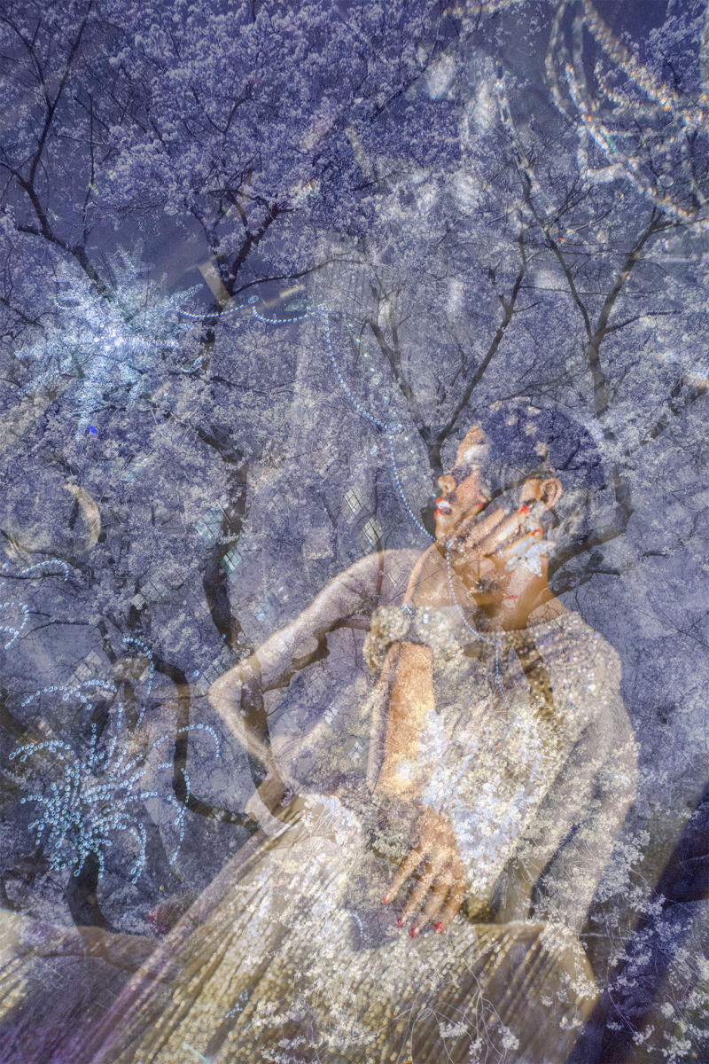 In the Night Forest : Fine Art: As In My Dreams : Fine Art Photography beauty in nature, abstract design, flowers, seasons for licensing or purchase