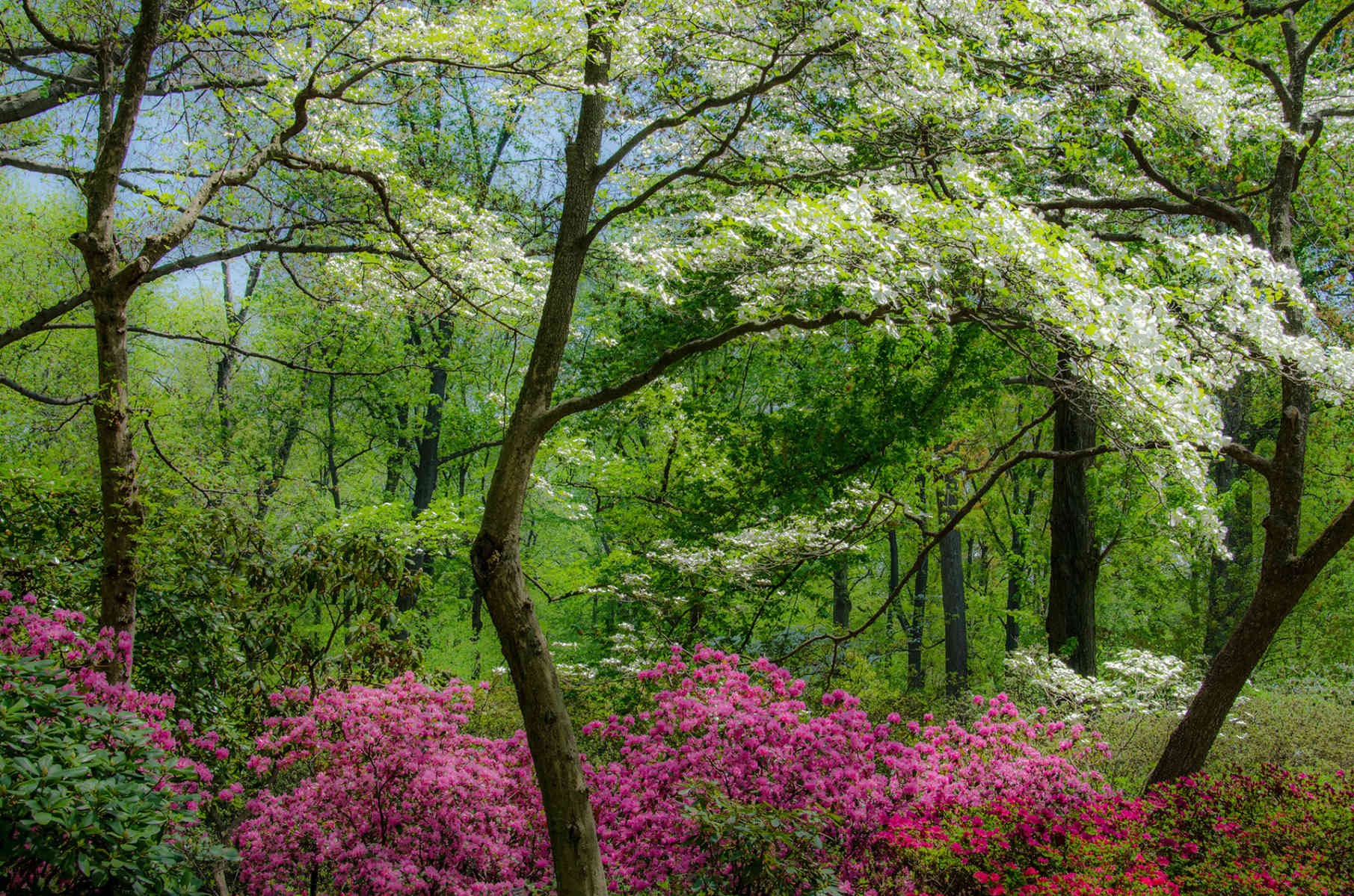 Spring Canopy : Spring Trees : Fine Art Photography beauty in nature, abstract design, flowers, seasons for licensing or purchase