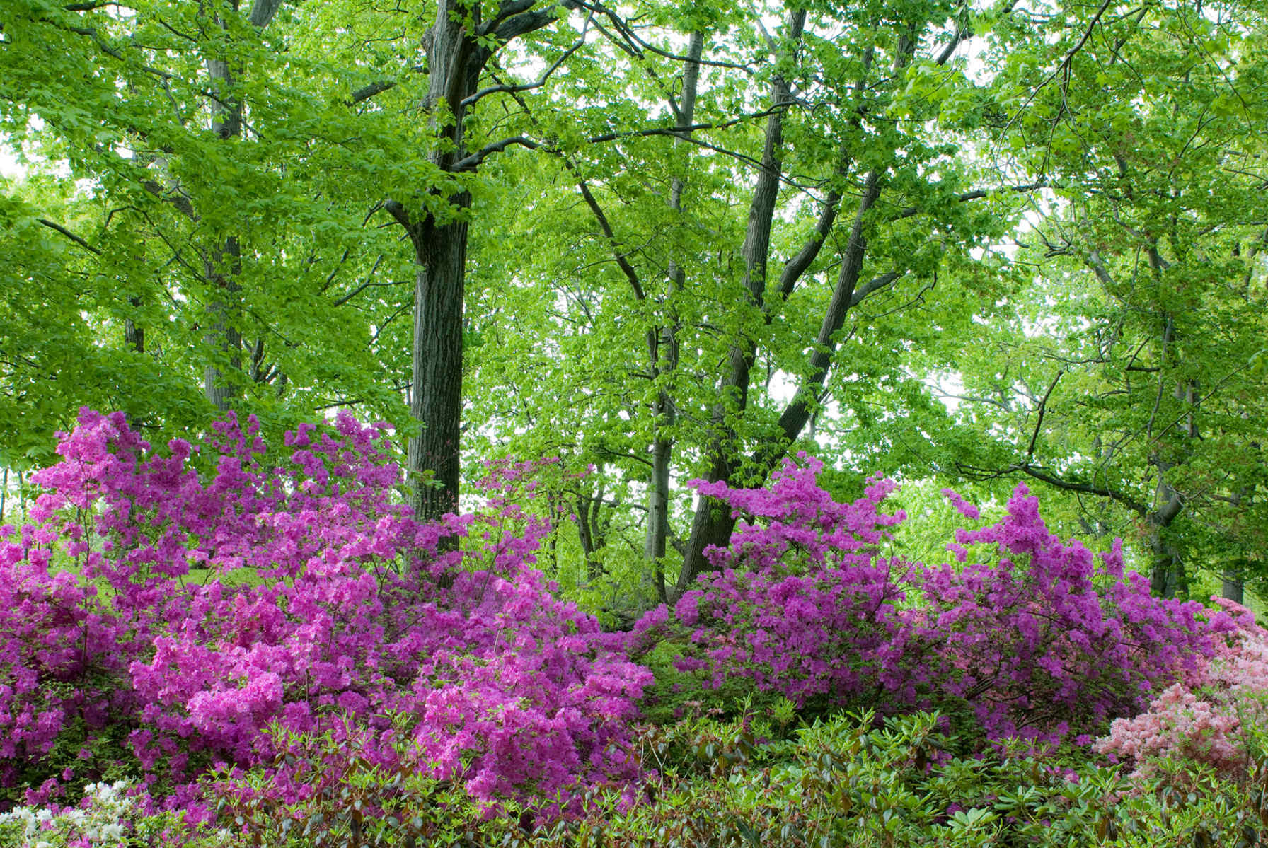 Magenta Splashes : Spring Trees : Fine Art Photography beauty in nature, abstract design, flowers, seasons for licensing or purchase