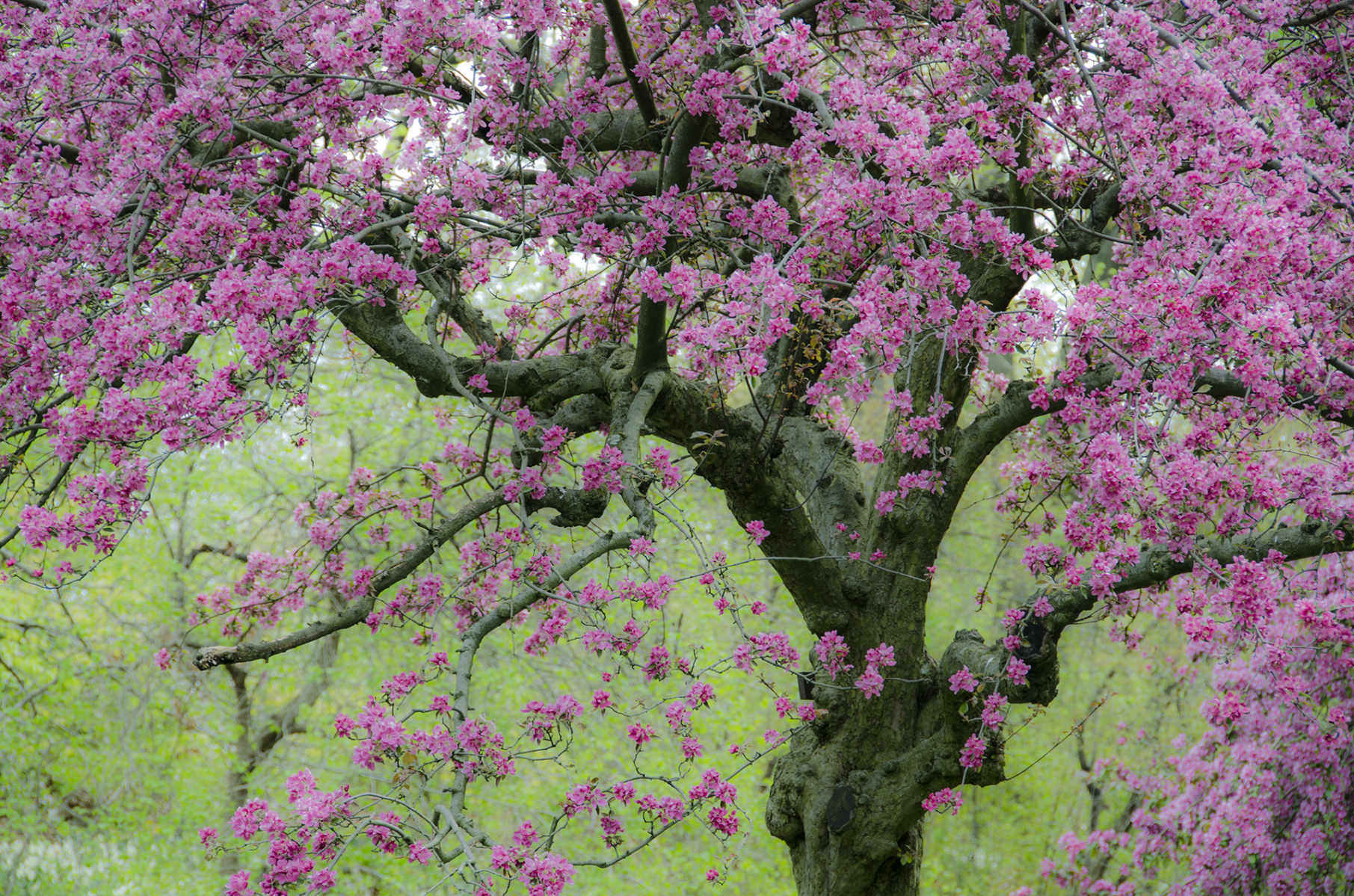 Flowering Apple Tree : Spring Trees : Fine Art Photography beauty in nature, abstract design, flowers, seasons for licensing or purchase