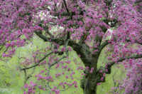 Flowering Apple Tree
