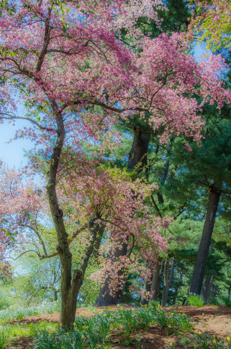 Spring Day : Spring Trees : Fine Art Photography beauty in nature, abstract design, flowers, seasons for licensing or purchase