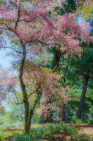 Spring Day