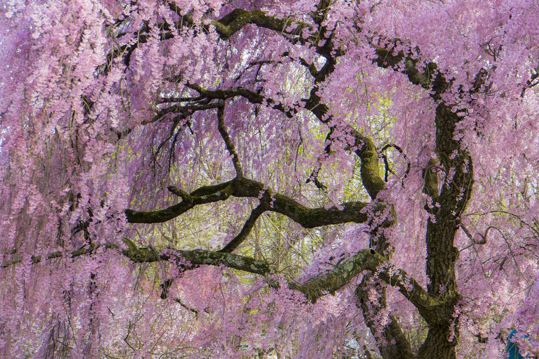 Cherry Tree Curves : Spring Trees : Fine Art Photography beauty in nature, abstract design, flowers, seasons for licensing or purchase