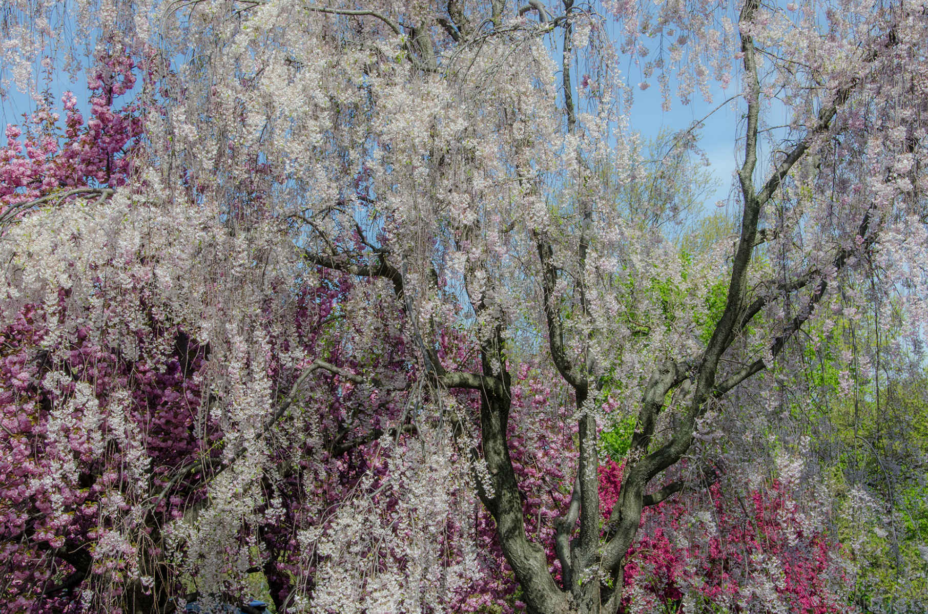 The Delicacy of Spring I : Spring Trees : Fine Art Photography beauty in nature, abstract design, flowers, seasons for licensing or purchase