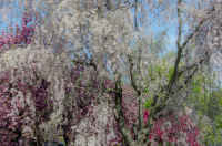 The Delicacy of Spring I