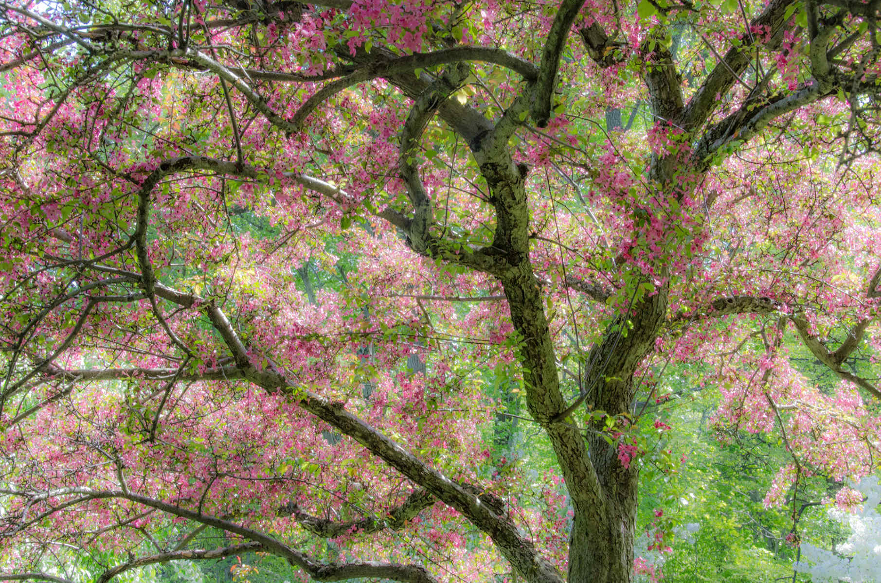 Spring Riches : Spring Trees : Fine Art Photography beauty in nature, abstract design, flowers, seasons for licensing or purchase