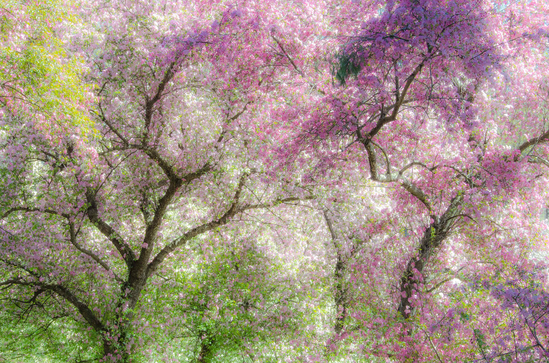 Dream Trees : Spring Trees : Fine Art Photography beauty in nature, abstract design, flowers, seasons for licensing or purchase