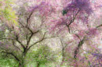 Dream Trees