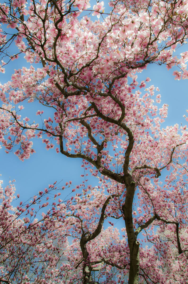 Magnolia : Spring Trees : Fine Art Photography beauty in nature, abstract design, flowers, seasons for licensing or purchase
