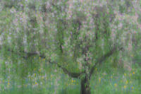 White Dream Tree 