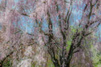 The Delicacy of Spring II