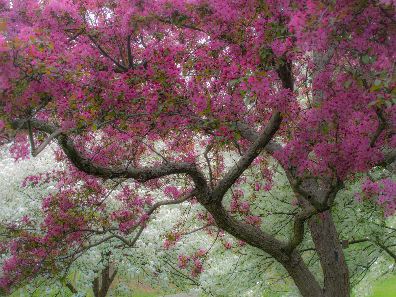 Magenta Canopy : Spring Trees : Fine Art Photography beauty in nature, abstract design, flowers, seasons for licensing or purchase