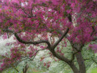 Magenta Canopy