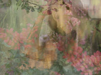 In the Spring Woods II