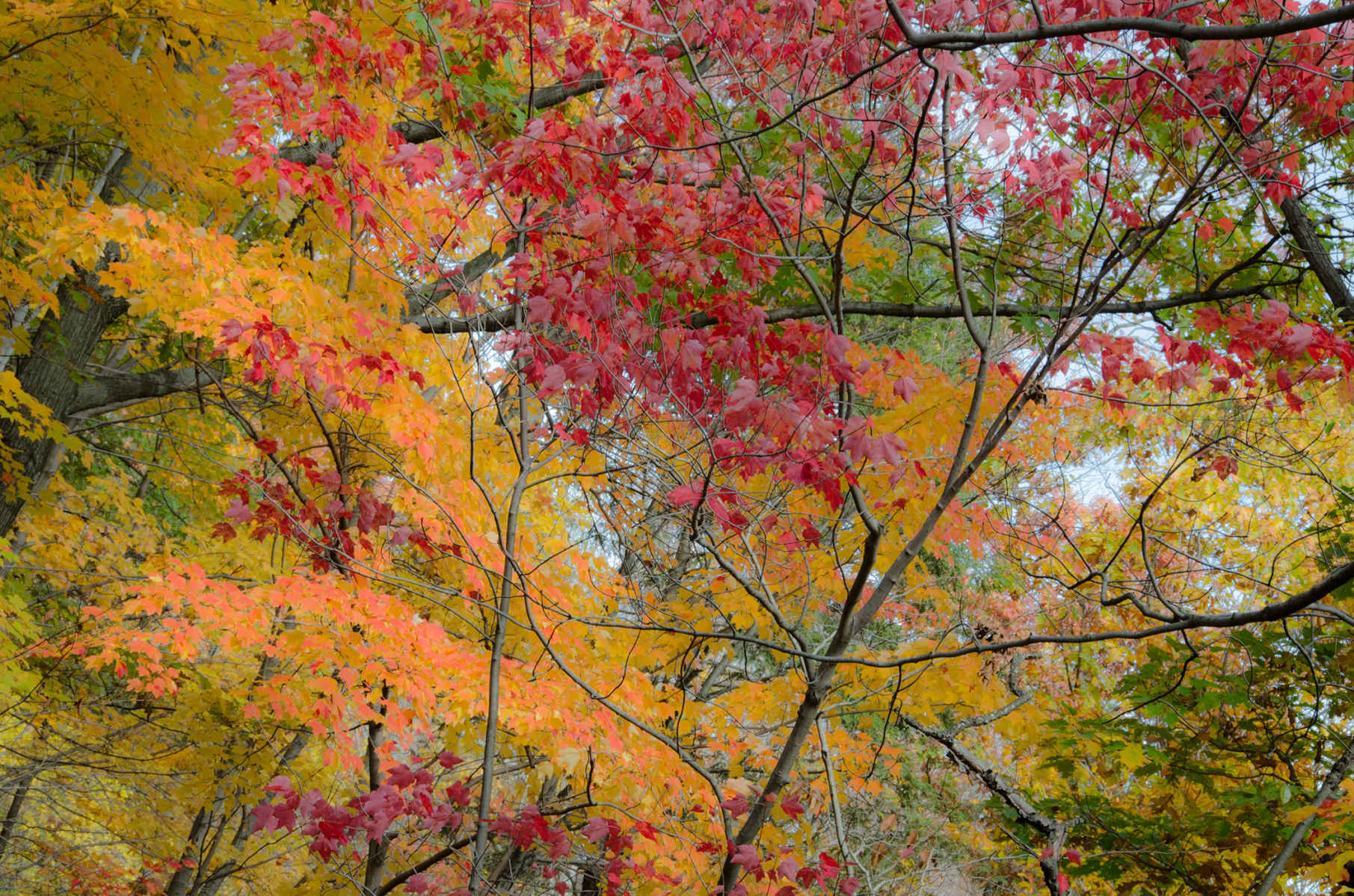 Crimson Woods : Autumn Trees : Fine Art Photography beauty in nature, abstract design, flowers, seasons for licensing or purchase