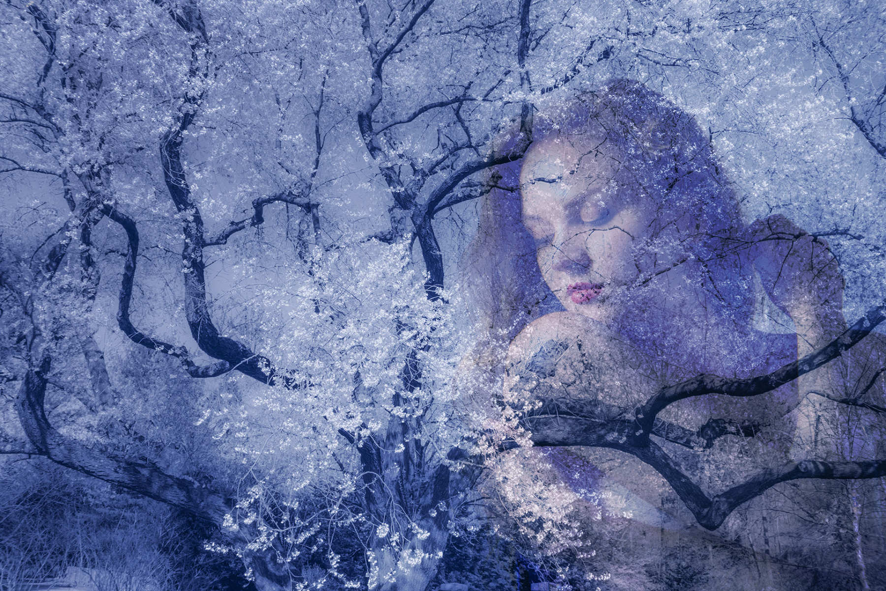 Dream Sanctuary : Fine Art: As In My Dreams : Fine Art Photography beauty in nature, abstract design, flowers, seasons for licensing or purchase