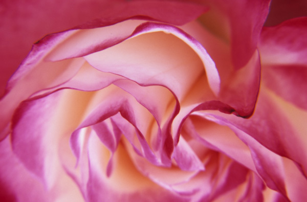 Elegance : Floral Essence : Fine Art Photography beauty in nature, abstract design, flowers, seasons for licensing or purchase