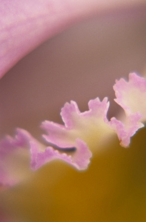 Serendipity : Floral Essence : Fine Art Photography beauty in nature, abstract design, flowers, seasons for licensing or purchase