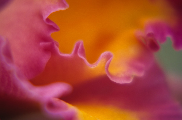 Mango Flurry : Floral Essence : Fine Art Photography beauty in nature, abstract design, flowers, seasons for licensing or purchase