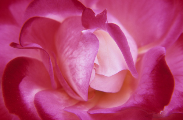 Heartfelt : Floral Essence : Fine Art Photography beauty in nature, abstract design, flowers, seasons for licensing or purchase
