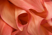 Floral Essence