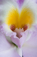 Orchid Heart